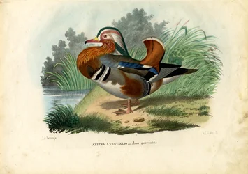 Kaczka mandarynka, 1863-79